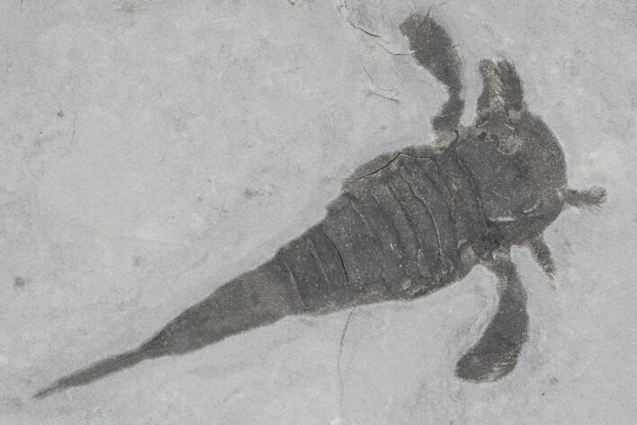 Eurypterus (Sea Scorpion) Fossil - New York #86784